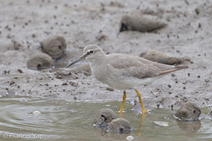 Grey-tailed Tattler-140117-112EOS1D-FY1X9818-W.jpg