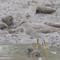Grey-tailed Tattler-140117-112EOS1D-FY1X9818-W.jpg