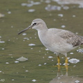 Grey-tailed Tattler-140117-113EOS1D-FY1X0176-W.jpg