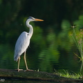 Grey Heron-210813-118MSDCF-FRY01148-W.jpg