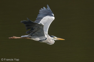 Grey Heron-210828-118MSDCF-FRY07932-W.jpg