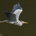 Grey Heron-210828-118MSDCF-FRY07932-W.jpg