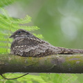 Grey Nightjar-121101-103EOS1D-FY1X5401-W.jpg