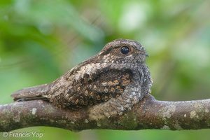 Grey Nightjar-190322-116ND500-FYP_2019-W.jpg
