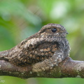 Grey Nightjar-190322-116ND500-FYP_2019-W.jpg