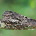 Grey Nightjar-231129-211MSDCF-FYP04436-W.jpg