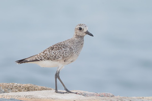 Grey Plover-161025-106EOS1D-F1X23117-W.jpg