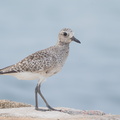 Grey Plover-161025-106EOS1D-F1X23117-W.jpg