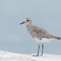Grey Plover-161027-106EOS1D-F1X25033-W.jpg