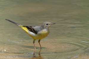 Grey Wagtail-110808-107EOS7D-IMG_1441-W.jpg