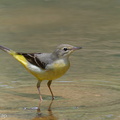 Grey Wagtail-110808-107EOS7D-IMG_1441-W.jpg