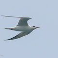Gull-billed Tern-190921-120ND500-FYP_6542-W.jpg
