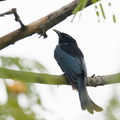 Hair-crested Drongo-250201-255MSDCF-FYP09680-W.jpg