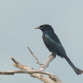 Hair-crested Drongo-250203-256MSDCF-FYP01033-W.jpg