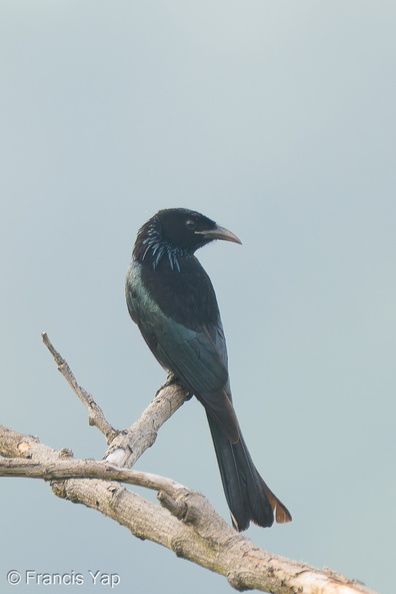 Hair-crested_Drongo-250203-256MSDCF-FYP01084-W.jpg