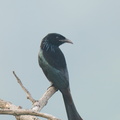 Hair-crested Drongo-250203-256MSDCF-FYP01084-W.jpg
