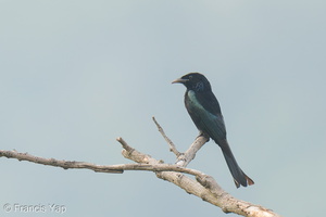 Hair-crested Drongo-250203-256MSDCF-FYP01186-W.jpg