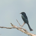 Hair-crested Drongo-250203-256MSDCF-FYP01186-W.jpg