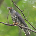Himalayan Cuckoo-121121-113EOS1D-FYAP8596-W.jpg