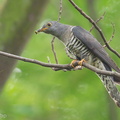Himalayan Cuckoo-121121-113EOS1D-FYAP8626-W.jpg