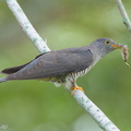 Himalayan Cuckoo-260223-155FRYAP-FYA07959-W.jpg