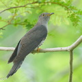 Himalayan Cuckoo-260223-155FRYAP-FYA08813-W.jpg