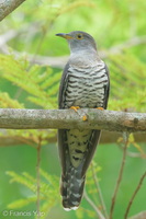 Himalayan Cuckoo-260223-155FRYAP-FYA09283-W.jpg