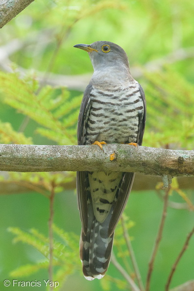 Himalayan_Cuckoo-260223-155FRYAP-FYA09283-W.jpg