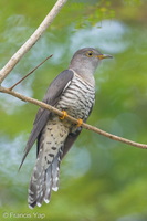 Himalayan Cuckoo-260225-156FRYAP-FYA07050-W.jpg
