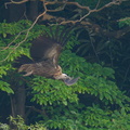 Himalayan Vulture-191229-108MSDCF-FYP04563-W.jpg