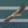 Himalayan Vulture-200109-109MSDCF-FYP08756-W.jpg