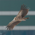 Himalayan Vulture-200109-109MSDCF-FYP08762-W.jpg