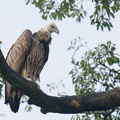 Himalayan Vulture-211229-134MSDCF-FRY07731-W.jpg