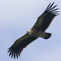 Himalayan Vulture-220119-137MSDCF-FRY00877-W.jpg