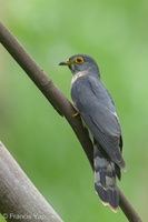 Hodgson's Hawk-Cuckoo-131114-111EOS1D-FY1X5266-W.jpg
