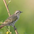Horsfield's Bronze Cuckoo-150603-121EOS1D-FY1X2787-W.jpg