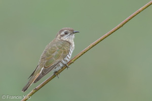 Horsfield's Bronze Cuckoo-150608-121EOS1D-FY1X5370-W.jpg