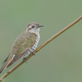 Horsfield's Bronze Cuckoo-150608-121EOS1D-FY1X5370-W.jpg