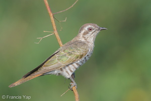 Horsfield's Bronze Cuckoo-150629-100EOS5D-FY5S0943-W.jpg