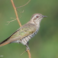 Horsfield's Bronze Cuckoo-150629-100EOS5D-FY5S0943-W.jpg