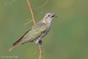 Horsfield's Bronze Cuckoo-150629-100EOS5D-FY5S1002-W.jpg