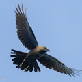 House Crow-220109-135MSDCF-FRY06910-W.jpg
