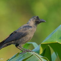 House Crow-220128-137MSDCF-FRY08460-W.jpg