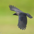 House Crow-220924-155MSDCF-FYP00607-W.jpg