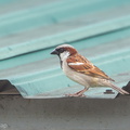 House Sparrow-120213-108EOS1D-FYAP7926-W.jpg