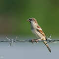 House Sparrow-240726-243MSDCF-FYP09380-W.jpg