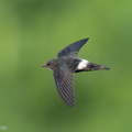 House Swift-211228-134MSDCF-FRY02812-W.jpg