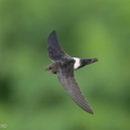 House Swift-211228-134MSDCF-FRY03080-W.jpg