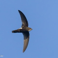 House Swift-240219-215MSDCF-FYP05559-W.jpg