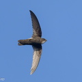House Swift-240219-215MSDCF-FYP06455-W.jpg